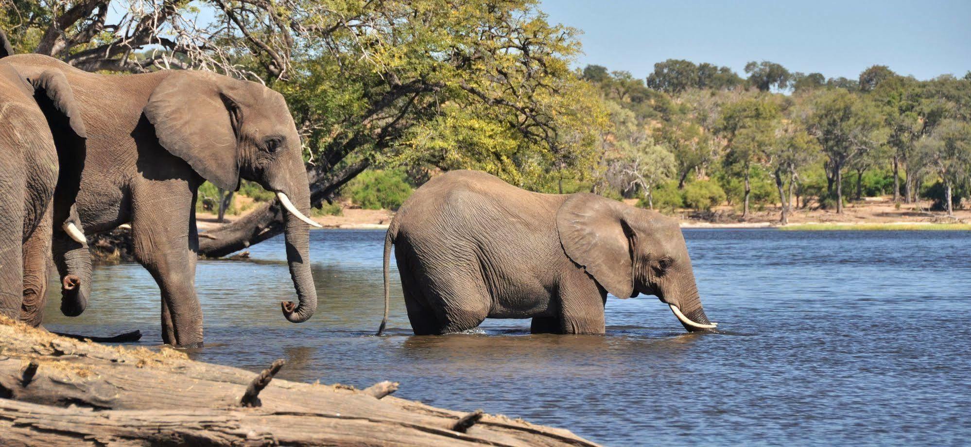 Thebe River Safaris Kasane Esterno foto